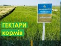 Наши гектара под корм для свиней. Спокойная Хайпер ЛИБРА, и стабильная Ф1. СІМ&#39;Я В СЕЛІ.