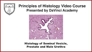Histology of Seminal Vesicle, Prostate, and Male Urethra [Male Reproductive Histology Part 4 of 4]