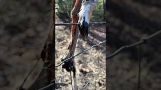 What happened to this deer?