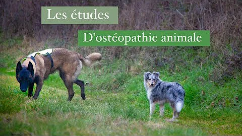 Quelle Ecole ostéopathie animale ?