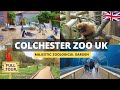 Colchester zoo walking tour  england one of the best zoos to visit in the uk  4k