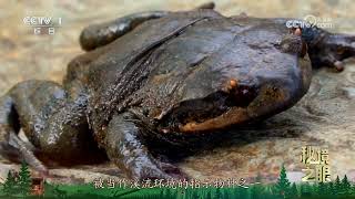 《秘境之眼》 东方短腿蟾 20241224 |  CCTV