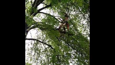 Advanced rigging complication 2014