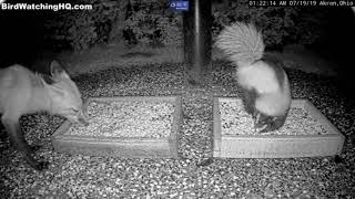 Red Fox and Skunk, Opossum Bites Raccoon, and a Doe ... Bird Watching HQ Akron, OH Possum Bites