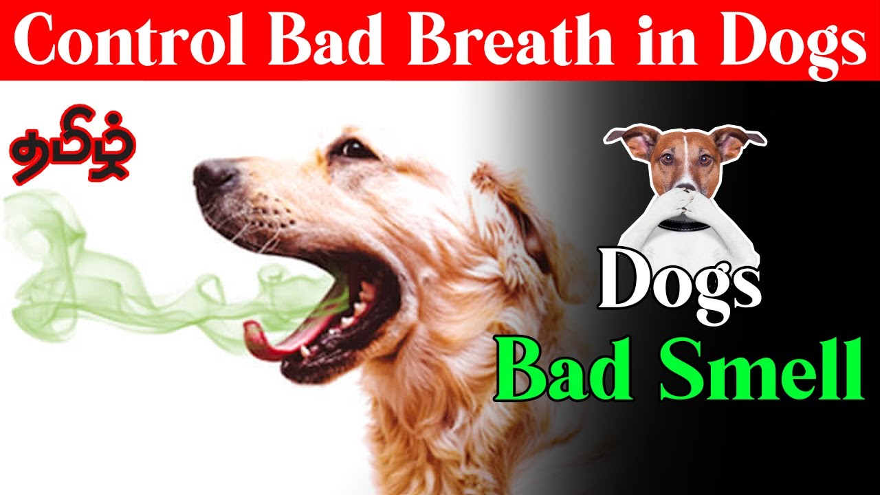 Control Bad Breath Smell From My Dog? Tamil YouTube