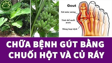 Chữa Bệnh Gút Bằng Củ Ráy Và Chuối Hột Tại Nhà
