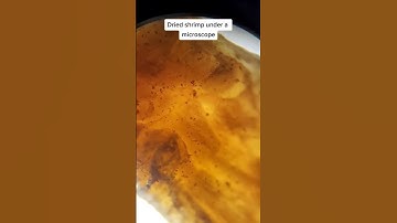 Dried shrimp also known as 