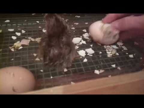 Страшный цыплёнок вылупился