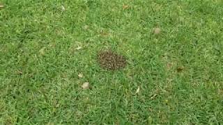 Bee balls