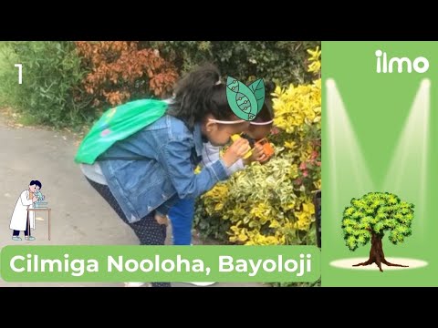 Waa Maxay Cilmiga Nooloha What Is Biology 