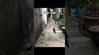 Kucing Tangkap Burung #shorts #cat #kucing #catlovers #animals