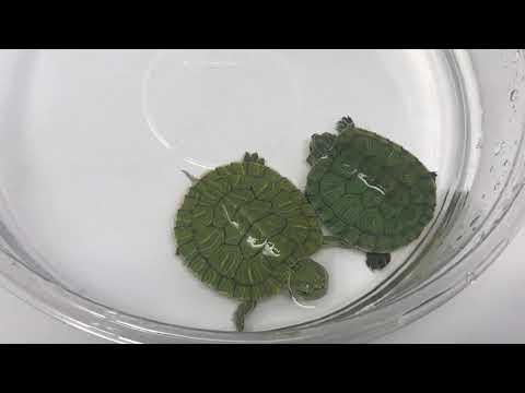 small pet turtles for sale