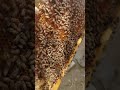 محتويات خليه النحل معا النحل المتمرد وعجينه الخميره محتويات خليه النحل معا النحل المتمرد وعجينه الخميره