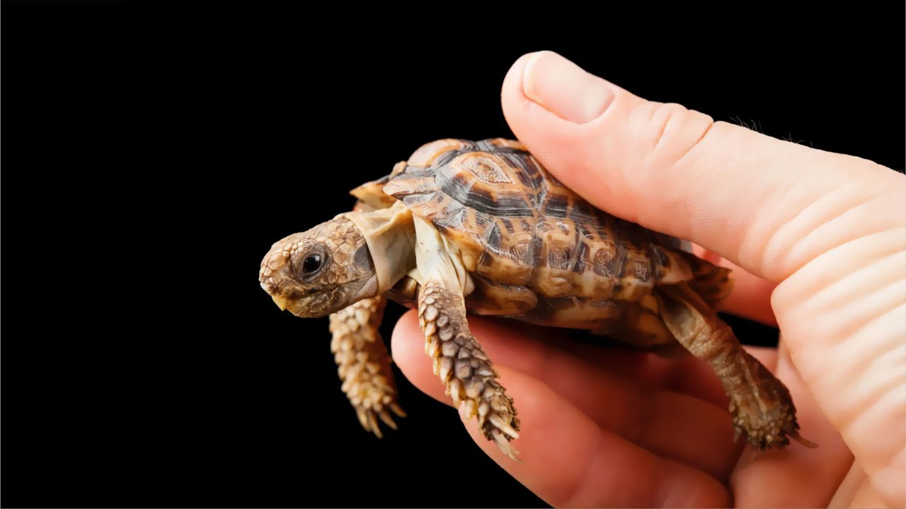 Капская крапчатая плоская черепаха: загадочное создание южноафриканских просторов