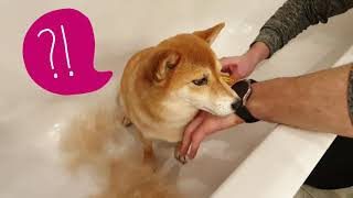The Secret to Grooming a Dramatic #Shiba Inu Dog