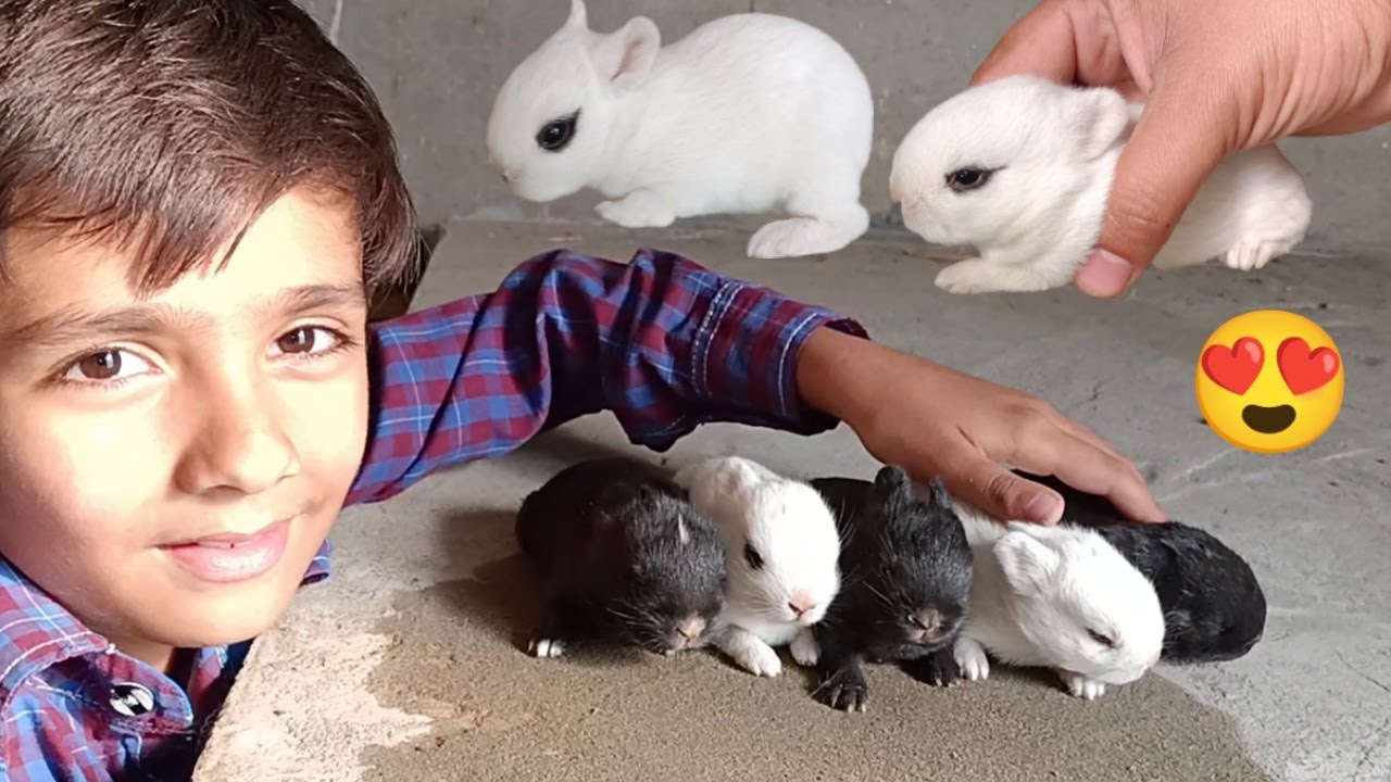 Rabbit Ka Bacho Na Ankhein Khol Li 🤓 - Rabbit Baby Eyes Open - 3mbvlogs