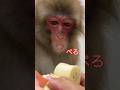 【ギャップ】ペロペロと舌を出す可愛いリーダーにご注目❤️Check out our leader's cute tongue! He’s way too charming! ❤️#monkey