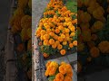 Shogran ke Nazare Sabse Piyare | Gende ke Phool #vlog #travel #mountains