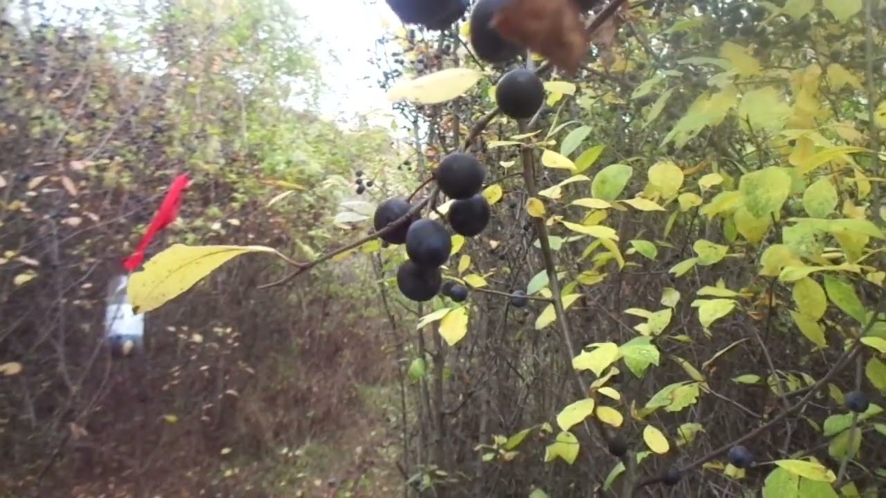 Все в лес и поля за милостями. Терн - дикая слива