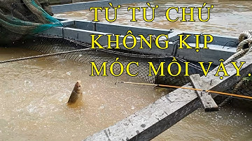 Săn cá cóc sông Tiền, mới ra cần cá ăn lia lịa rồi,( có hàng khủng.)