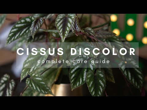 วีดีโอ: Cissus ปัญหาการเติบโตที่เป็นไปได้
