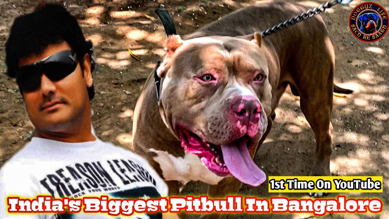 india-s-biggest-pitbull-in-bangalore-giant-pitbull-in-india