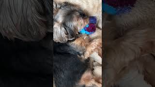 Rescue Dog’s Journey: Smilo’s Life After Adoption: Dreaming