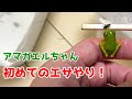 コレクション カエル えさ 124532-カエル 餌