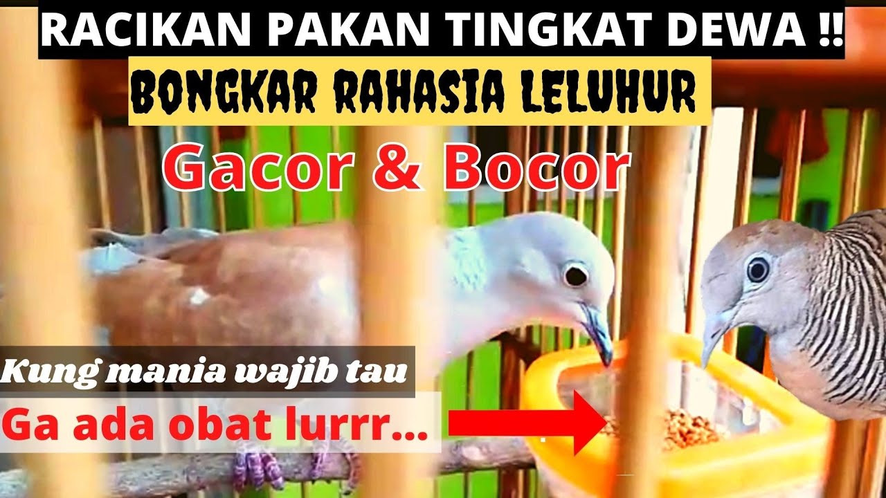 OPLOSAN / RACIKAN PAKAN PERKUTUT TINGKAT DEWA‼️BONGKAR RAHASIA LELUHUR