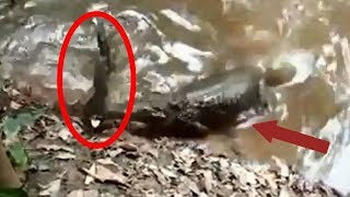 When Electric Eels Attack