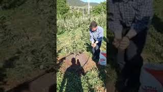 Kuruyan hasta elma ağaçında 100 de 100 gübre Siyah Toprak uygulaması Resimi