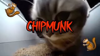 [CHIPMUNK VERSION] - Chipi Chipi Chapa Chapa Dubi Dubi Daba Daba