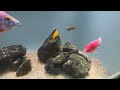 WAIKIKI AQUARIUM WALK FROM KAPIOLANI BEACH ワイキキ水族館 🇺🇸