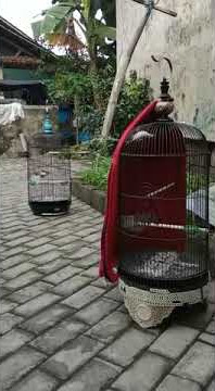 CIGUN PAUD BREN TAWON VS BREN GELOMANG gacorrrrr