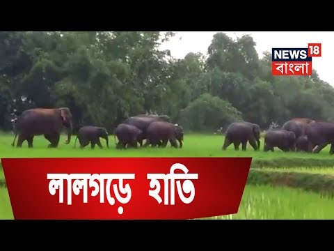 ভিডিও: ভারতে কোথায় হাতি দেখতে পাবেন: 4টি নৈতিক স্থান