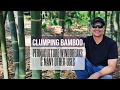 PERMACULTURE WINDBREAKS - Clumping Bamboo: Multiple Uses in the Food Forest