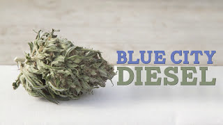 Greenbroz Bud Trimmer VS Ez Trim Bud Trimmer