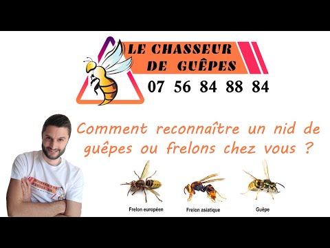 Vidéo: Qu'est-ce Qu'un Nid De Frelons