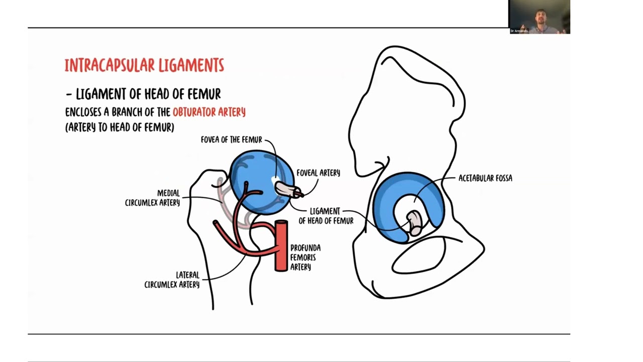 Musculoskeletal Health Awareness Month - Health Care Professional Webinar - Hip Pain in Young Adults