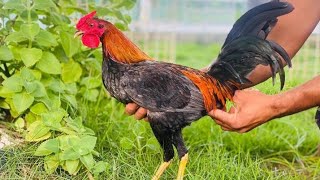 Los Que Menos Compiten Son Los Que Tienen Los Mejores Gall Algo Difícil De Creer