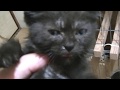 謎の黒子猫スプレーされる