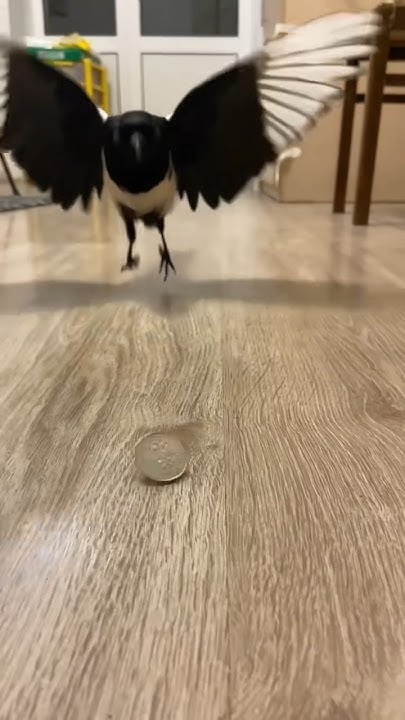 Эту птицу интересуют только деньги💰(тест на алчность) #magpie #сорока ...
