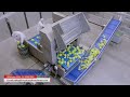 High-Efficiency Lettuce Quarter Cutting & Core Removing Machine
