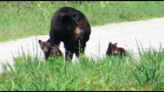 Outer Banks Day 3: Bear Cubs at Alligator River and Dolphins near Oregon Inlet