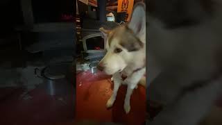 The Great Toast Tax: Malamutes vs. Log Cabin's Ancient Breakfast Laws