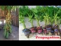 papaya air layering propagation video using cocopeat 100%