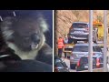 Koala Rescued After Causing 5-Car Australia Freeway Accident