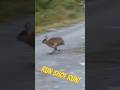 A Running Snowshoe.