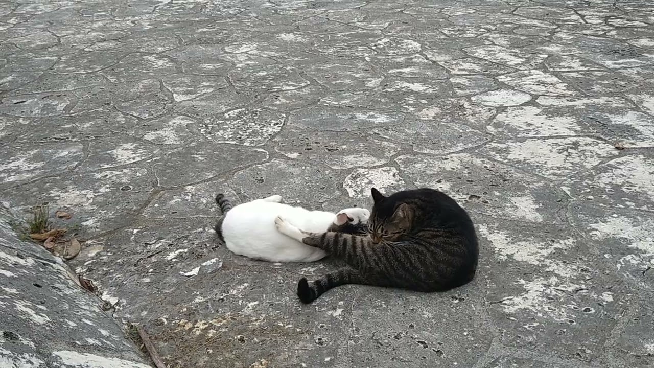 毛繕いよりも私を構って欲しいヽ(●´ε｀●)ノ #猫動画