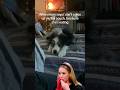 What do you mean?? #doglover #dog #dogshorts #cute #funny #funnyshorts #funnydogs #cutedog #dogs
